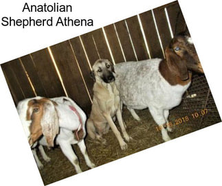 Anatolian Shepherd Athena