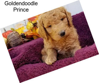 Goldendoodle Prince