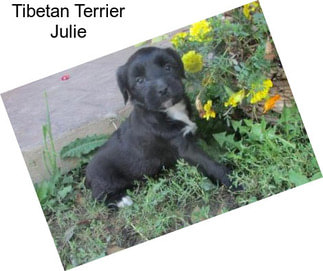 Tibetan Terrier Julie