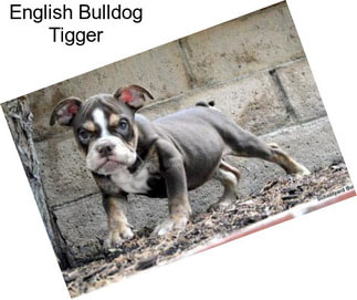 English Bulldog Tigger