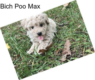 Bich Poo Max