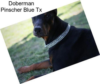 Doberman Pinscher Blue Tx