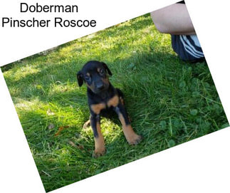 Doberman Pinscher Roscoe