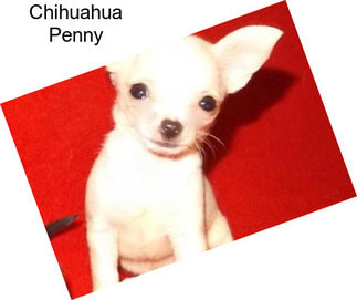 Chihuahua Penny