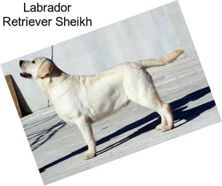 Labrador Retriever Sheikh