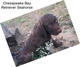 Chesapeake Bay Retriever Seahorse