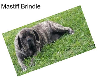 Mastiff Brindle