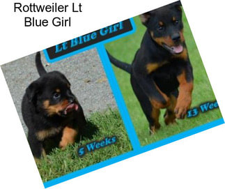 Rottweiler Lt Blue Girl