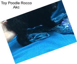 Toy Poodle Rocco Akc