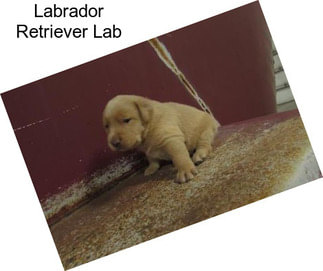Labrador Retriever Lab