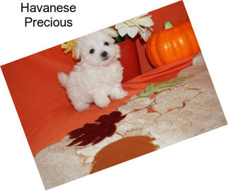 Havanese Precious