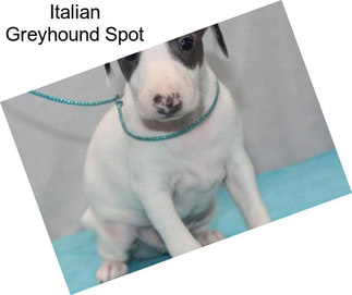 Italian Greyhound Spot