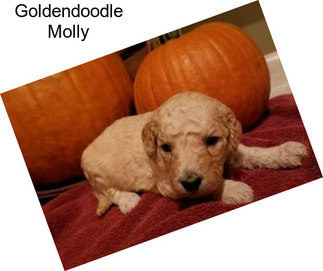 Goldendoodle Molly