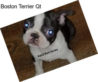 Boston Terrier Qt