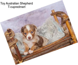 Toy Australian Shepherd T-cupredmerl