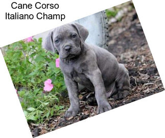 Cane Corso Italiano Champ