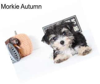 Morkie Autumn