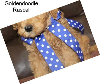Goldendoodle Rascal