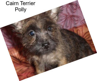 Cairn Terrier Polly