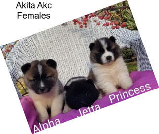 Akita Akc Females