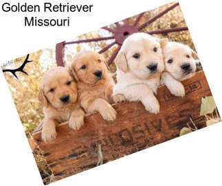 Golden Retriever Missouri