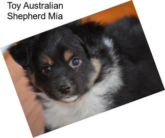 Toy Australian Shepherd Mia