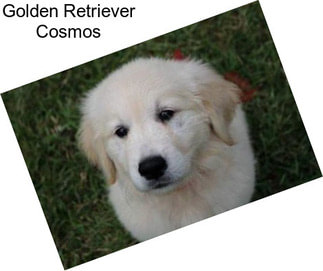 Golden Retriever Cosmos