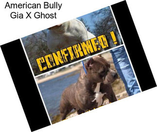 American Bully Gia X Ghost