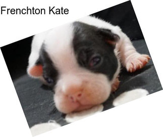 Frenchton Kate