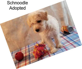 Schnoodle Adopted