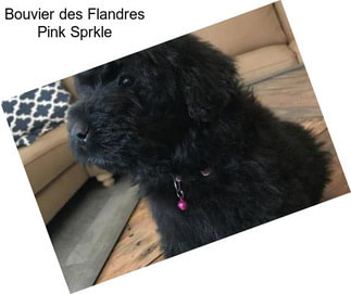 Bouvier des Flandres Pink Sprkle