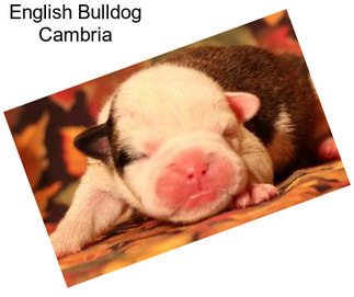 English Bulldog Cambria