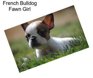 French Bulldog Fawn Girl