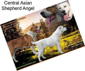 Central Asian Shepherd Angel