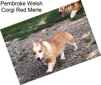 Pembroke Welsh Corgi Red Merle