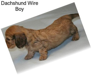 Dachshund Wire Boy