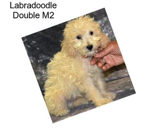 Labradoodle Double M2