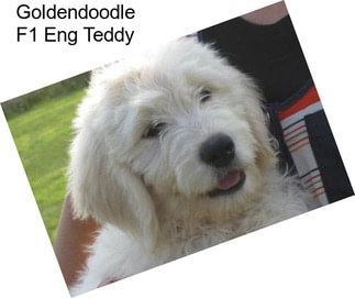 Goldendoodle F1 Eng Teddy