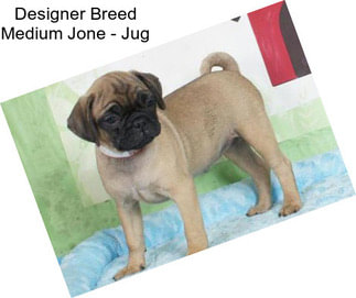 Designer Breed Medium Jone - Jug