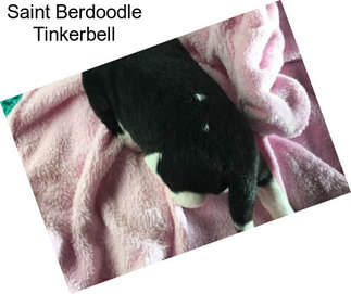 Saint Berdoodle Tinkerbell