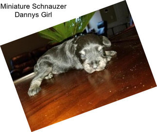 Miniature Schnauzer Dannys Girl