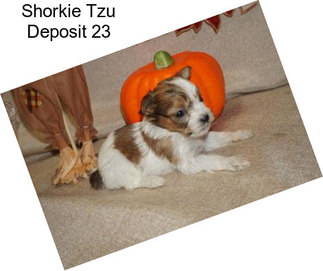 Shorkie Tzu Deposit 23