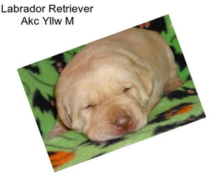 Labrador Retriever Akc Yllw M