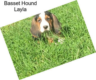 Basset Hound Layla