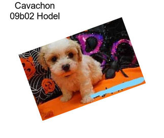 Cavachon 09b02 Hodel