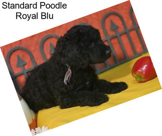 Standard Poodle Royal Blu