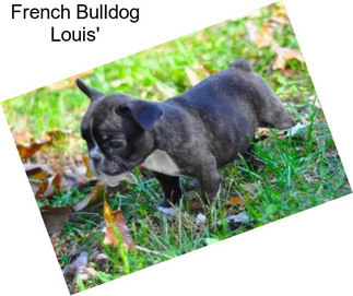 French Bulldog Louis\'