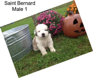 Saint Bernard Male 1