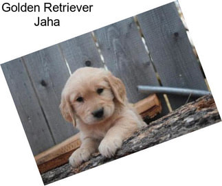 Golden Retriever Jaha