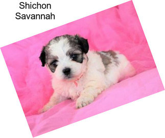 Shichon Savannah